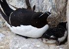 RAZORBILL WITH CHICK (6)  llj666@hotmail.co.uk